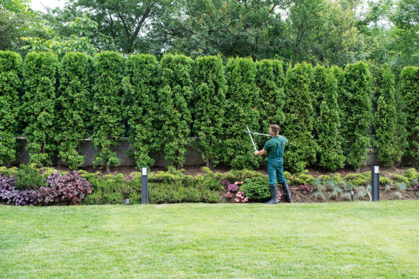 Dead Tree Removal in Dunkirk, NY